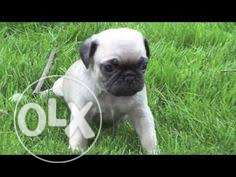 Small Braed Pug Black/cream Color puppiess for sell