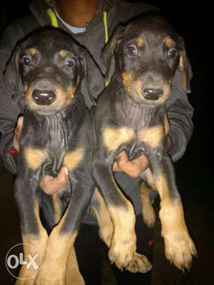 Super quality Doberman puppies available from