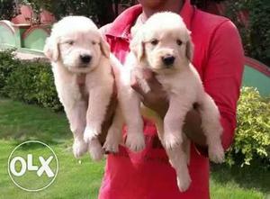 Superb quality Retriever puppies available and