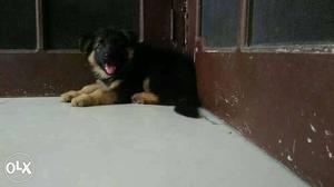 Supperrr German Shepherd Puppy available