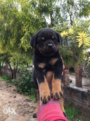 Supply from Allahabad beautiful Rottweiler puppies available