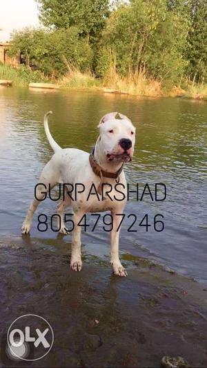 Supreme Quality DOGO ARGENTINO pups available