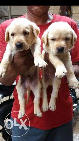 Sweet sweet labrador nd other all breeds