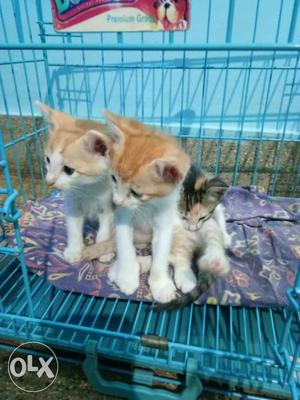 Three Calico Kittens In Cage