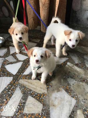 Three Pomeranian dogs,2 month old..rs each...