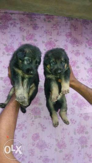 Tiwari kennel Ready *GSD* pups cont and Booked