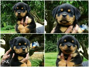 Top Combination & Top Quality Puppies # For Sale