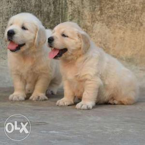 Top Quality Golden Retriever Puppies Available