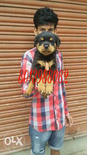 Top quality GSD,rottweiler for sall