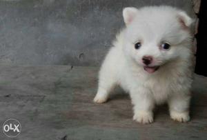 Top quality Pomeranian Male and female puppy