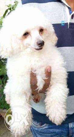 Toy poodle direct import female once littered