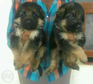 Two Brown German Shepherd Puppies