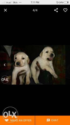 Two Labrador Retriever Puppies Screenshot