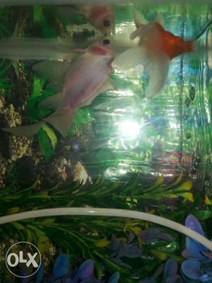 Two gold fish for sale urgent