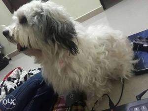 Very active Male lhasa apso for crossing age 4yrs