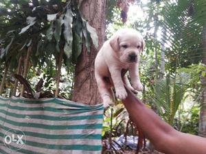 Very nice quality labrador puppies available