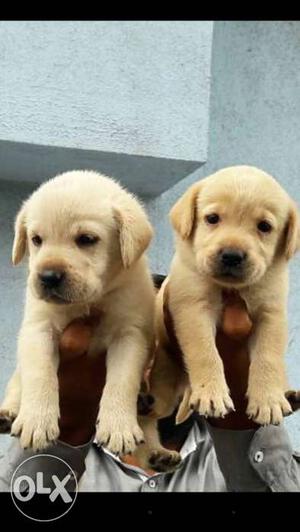 Very supar quality lab puppies available male