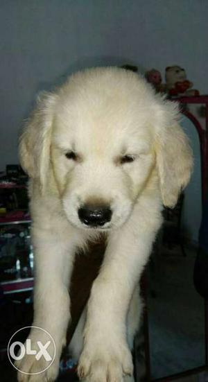 Very sweet Golden puppy