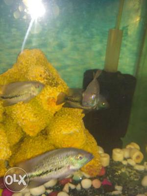 Vieja Zonatus fish pair available for sale..