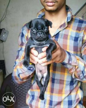 Vodafone pug pups new born sell in Testify pet shop