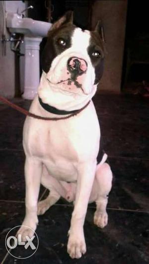 White And Black American Staffordshire Terrier Dog only for