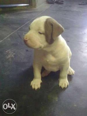 White And Grey American Pit Bull Terrier Puppy