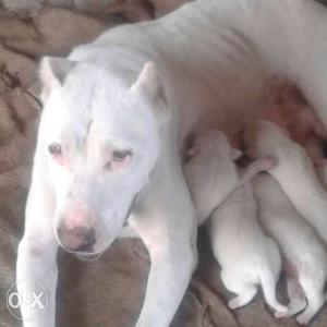 White Dogo Argentino With Puppy Litter
