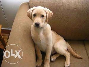 Yellow Labrador Retriever Puppy