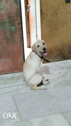 Yellow Labrador Retriever Puppy]