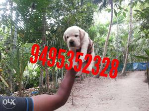 Yellow Labrador Retriever Puppy both side import