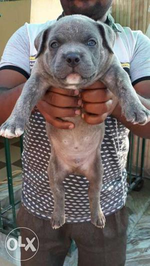 inpotline American bully puppy top quality for sale