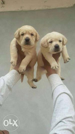 #lab pup top quality