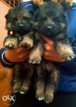 #top quality double coated gsd pup