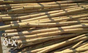 15 very long bamboo (Baunsha) in excellent