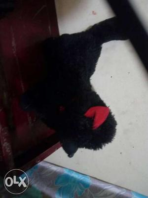 Black Dog Plush Toy