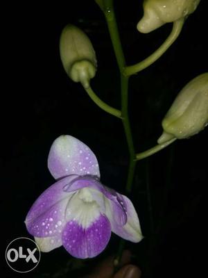 White And Purple Orchid Plant