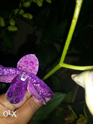 Dendrobium orchids offer