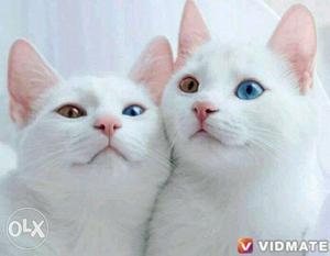 Two White Short-fur Cats