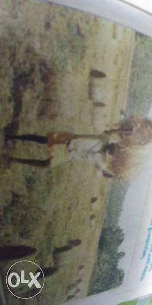 Farmer Carrying Hay Panting