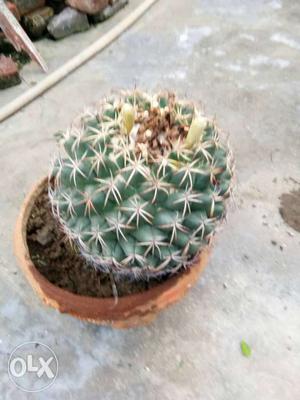 Green And Brown Cactus