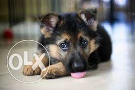 Princy kennel:-Adorable Supercute german shepherd puppy sale