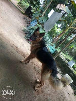 1.5years old gsd male for salesix