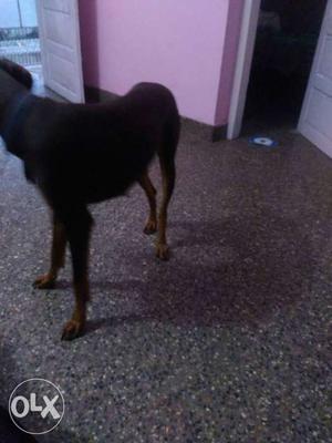 1year old doberman female puppy for sale. all