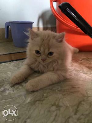 2 months old persian kittens. very active