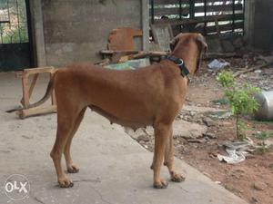 2 years old good quality fawn female Great Dane