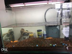 2ft x 1 ft Fish Tank with filter