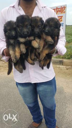 2month old German shepherd puppies