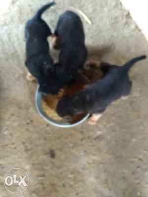 3 Black And Brown Short Coat Puppies
