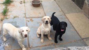 3 month old with KCI papers and Microchip Labrador puppies