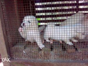 30 days old Pomeranian puppies...